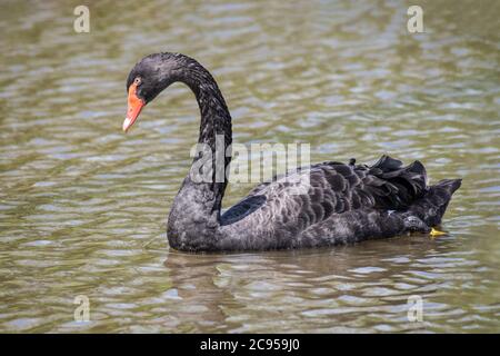 Gros plan d'un cygne noir, Cygnus atratus, nageant sur l'eau avec sa tête légèrement vers le bas Banque D'Images