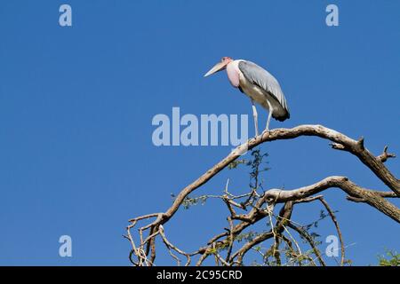 Marabou Stork (crumeniferus Flamant rose (Phoenicopterus ruber), sur un arbre. avec un fond de ciel nuageux. Cette grande cigogne est trouvé en Afrique subsaharienne. Il est spécialisé Banque D'Images