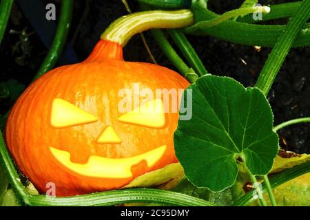 La citrouille orange effrayante pour Halloween a grandi dans le jardin de l'arrière-cour. Symboles de vacances et visages effrayants. Banque D'Images