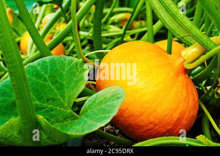 Citrouille orange mûre pour Halloween poussant dans le lit de jardin. Récolte saisonnière et agriculture. Légumes crus Banque D'Images