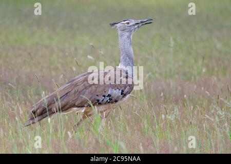 Kori bustard (Ardeotis kori), adulte, marche dans l'herbe haute, alimentation, parc transfrontalier Kgalagadi, Cap Nord, Afrique du Sud, Afrique Banque D'Images