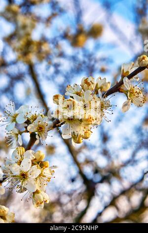 Fleur de cerisier fraîche et sauvage sur fond flou. Banque D'Images