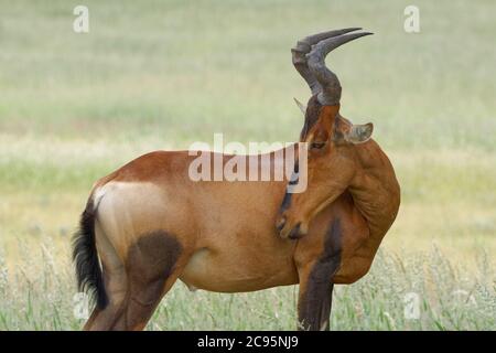 Hartebeest rouge (Alcelaphus buselaphus caama), homme adulte debout dans la haute herbe, Parc transfrontalier de Kgalagadi, Cap Nord, Afrique du Sud, Afrique Banque D'Images