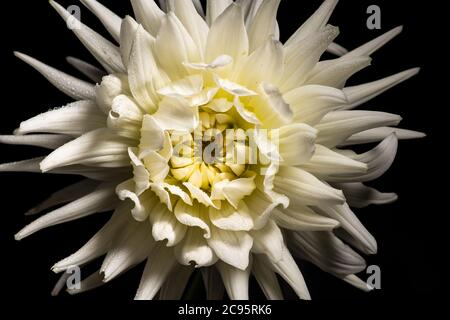 Belle fleur blanche de chrysanthème isolée sur fond noir Banque D'Images