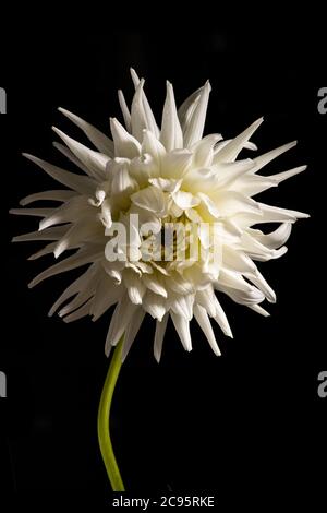 Belle fleur blanche de chrysanthème isolée sur fond noir Banque D'Images