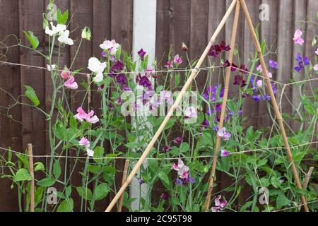 Grappes de pois doux colorés / Lathyrus odoratus qui poussent contre des cannes de jardin et des supports à cordes Banque D'Images