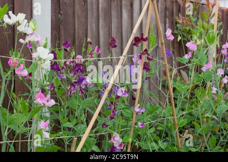 Grappes de pois doux colorés / Lathyrus odoratus qui poussent contre des cannes de jardin et des supports à cordes Banque D'Images