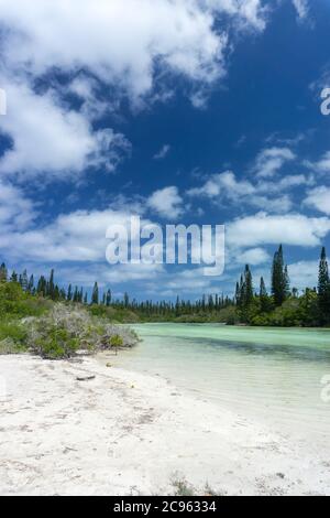 Forêt de pins d'araucaria. Île de pins en Nouvelle-calédonie. Rivière turquoise le long de la forêt. Ciel bleu Banque D'Images