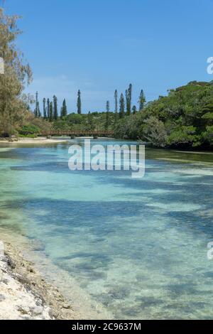 Forêt de pins d'araucaria. Île de pins en Nouvelle-calédonie. Rivière turquoise avec pont en bois. Ciel bleu Banque D'Images