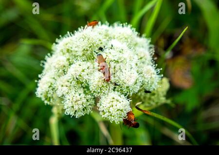 Insectes se accouplant sur Viburnum Dentatum en Irlande. Banque D'Images