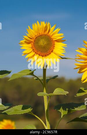 Tournesol contre ciel bleu. Helianthus annuus. Banque D'Images