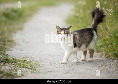 le chat errant marche sur une route de village. le chat errant traverse le chemin Banque D'Images