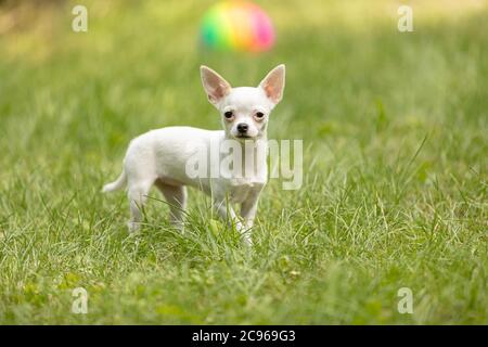 Chien Chihuahua blanc debout dans le jardin et regardant l'appareil photo. Banque D'Images