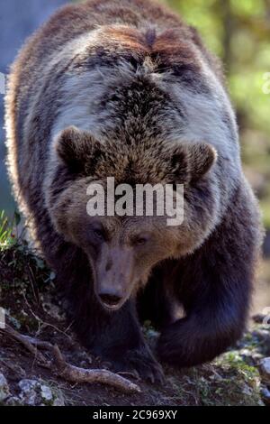 Big Brown Bear marchant sur une colline, vue frontale, gros plan Banque D'Images