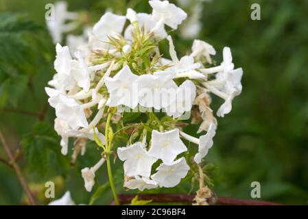Blanc Phlox paniculata jardin phlox fleurs dans le foyer macro sélectif de jardin Banque D'Images