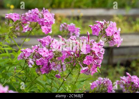 Pink Phlox paniculata jardin phlox fleurs dans le jardin macro sélectif foyer Banque D'Images