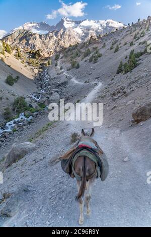 L'âne national sur le devoir de transporter des marchandises en selle dans les montagnes fann au Tadjikistan Banque D'Images