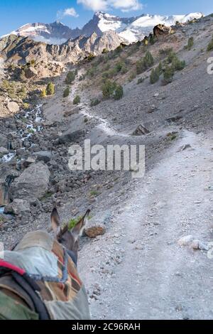 L'âne national sur le devoir de transporter des marchandises en selle dans les montagnes fann au Tadjikistan Banque D'Images