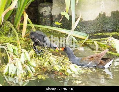 Moorhen, Fulica chloropus, Gallinula, nourrissant un bébé sur la rivière Great Ouse, Cambridgeshire, Royaume-Uni. Banque D'Images