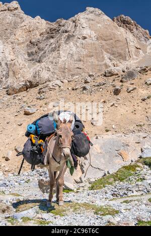 L'âne national sur le devoir de transporter des marchandises en selle dans les montagnes Fann au Tadjikistan Banque D'Images