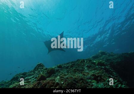 Reef Manta Ray, Mobula alfredi, Manta point, Nusa Penida, Nusa Lembongan, Bali, Indonésie Banque D'Images