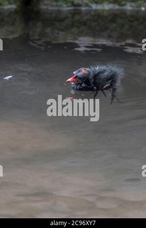 Un seul Moorhen Gallinula chloropus chick dans le lac de Trenance Boating dans les jardins de Trenance à Newquay, en Cornwall. Banque D'Images