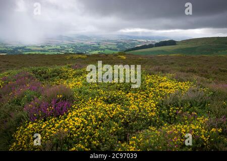 WESTERN Gorse (Ulex gallii) en fleur sur Hurley Beacon dans les collines de Quantock avec des précipitations sur les collines de Brendon au-delà, Somerset, Angleterre. Banque D'Images