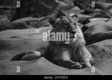 Le lion mâle mono repose sur des rochers de lit de rivière Banque D'Images