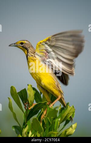 Des ailes de palangriers à gorge jaune perchées sur la brousse Banque D'Images