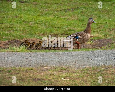 mallard (Anas platyrhynchos), femelle avec des poussins sur le chemin de l'eau, Norvège, Troms, Tromsoe Banque D'Images