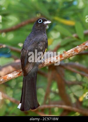 trogon à tête noire (Trogon melanocephalus), mâle perché sur une branche, Costa Rica Banque D'Images