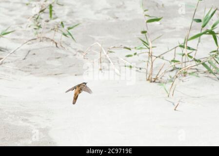 Paruline à sauterelle de Pallas (Locustella certhiola), adulte volant bas au-dessus du sol, Chine Banque D'Images