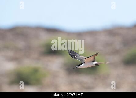 Lanterne à sucette (Sterna fuscata, Onychopion fuscatus), sterne à subatures en vol, île de l'Ascension Banque D'Images