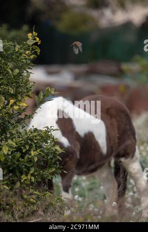 Crevettes brunes (Lanius cristatus), dégrissement d'une brousse avec un cheval domestique en arrière-plan, Espagne Banque D'Images