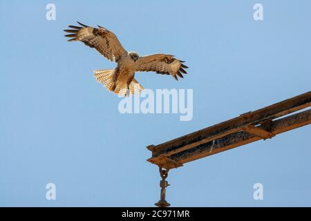 Buteo rufinus cirtensis, Buteo cirtensis, Atlas à longues pattes, atterrissage immature sur une construction, Maroc Banque D'Images