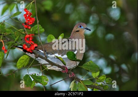 Colombe blanchâtre (Zenaida asiatica), perchée dans un arbre, Costa Rica Banque D'Images