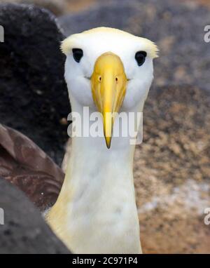 Albatros ondulés, albatros de Galapagos (Diomedea irrorata, Phoebastria irrorata), regardant dans la caméra, Albatros ondulés en danger critique sur l'île d'Espanola, Equateur, îles Galapagos, Espanola Banque D'Images