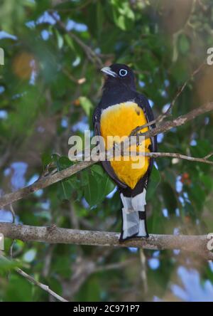 trogon à tête noire (Trogon melanocephalus), femelle perchée sur une branche, Costa Rica Banque D'Images