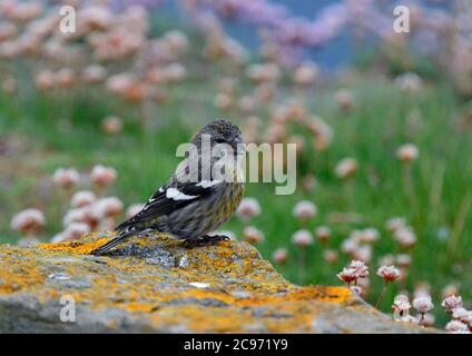bec-croisé à ailes blanches (Loxia leucoptera), femelle en perchage sur un rocher, Royaume-Uni, Écosse, îles Shetland, Sumburgh Head Banque D'Images