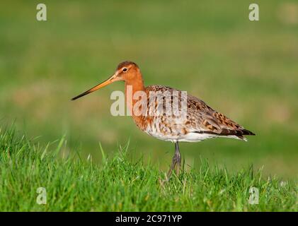 Godwit à queue noire (Limosa limosa islandica, Limosa islandica), homme debout dans un pré, Royaume-Uni, Angleterre, Norfolk Banque D'Images