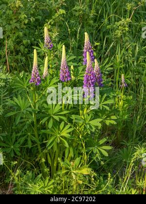 Lupin bifeuille, lupin à feuilles multiples, lupin de jardin (Lupinus polyphyllus), floraison, Norvège, Akershus, Gardermoen Banque D'Images