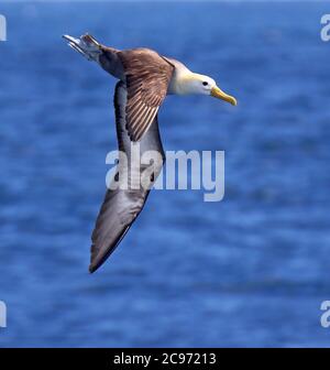 Albatros ondulés, albatros Galapagos (Diomedea irrorata, Phoebastria irrorata), adulte en vol, albatros ondulés en danger critique sur l'île d'Espanola, Équateur, îles Galapagos, Espanola Banque D'Images