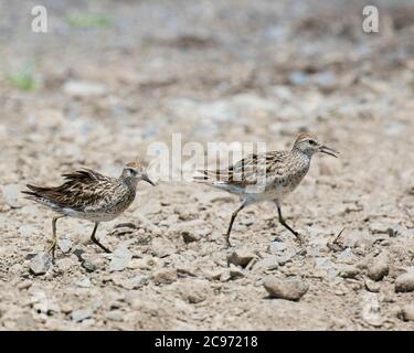 Ponceuse à queue aiguisée (Calidris acuminata), deux sandpipettes à queue aiguisée qui s'exécutent sur une plage, Papouasie-Nouvelle-Guinée, Nouvelle-Bretagne Banque D'Images