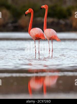 Grand flamants roses, flamants roses d'Amérique, Flamingo des Caraïbes (Phénicopterus ruber ruber), paire debout en eau peu profonde, Équateur, îles Galapagos Banque D'Images