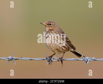 Pitpit de British Rock (Anthus petrosus petrosus, Anthus petrosus), assis sur un fil barbelé, Royaume-Uni, Angleterre, Norfolk Banque D'Images