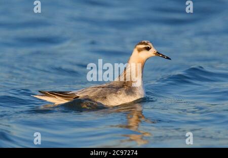 Phalarope grise (Phalaropus fullicarius), natation, Royaume-Uni, Angleterre, Norfolk, Blakeney point Banque D'Images