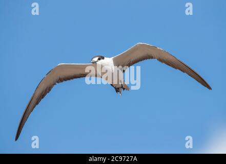 Lanterne à sucette (Sterna fuscata, Onychopion fuscatus), sterne à subatures en vol, île de l'Ascension Banque D'Images