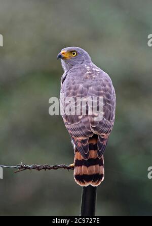 Bourdonnement de miel barré (Rupornis magirostris), adulte perché sur un fil, Costa Rica Banque D'Images