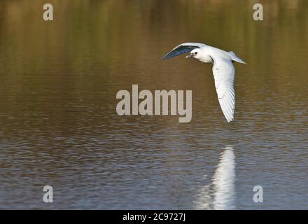 Mouette d'ivoire (Pagophila eburnea), deuxième hiver plum hivernant près de Bordeaux en France, un rare vagabond arctique en Europe occidentale, en France Banque D'Images