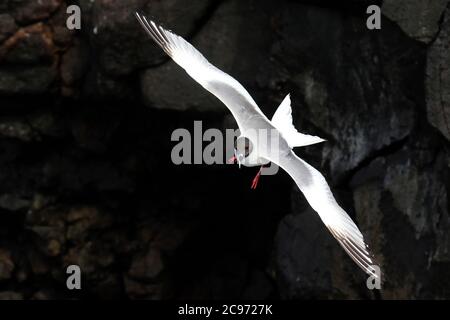 Mouette à queue hirondelle (Creagrus furcatus), adulte volant devant un rocher, Équateur, Îles Galapagos Banque D'Images